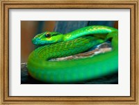 Parrot snake Fine Art Print