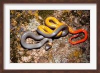 Western Ringneck snake Fine Art Print