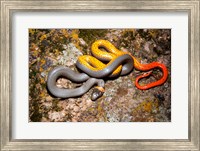 Western Ringneck snake Fine Art Print