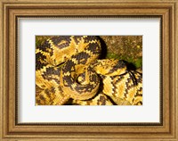 Black-Tailed rattlesnake Fine Art Print