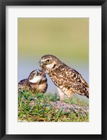 Burrowing Owls Fine Art Print