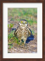 Burrowing owl Fine Art Print