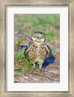 Burrowing owl Fine Art Print