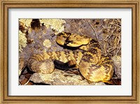 Black-Tailed rattlesnake Fine Art Print
