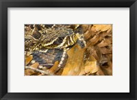 Eastern Diamondback rattlesnake Fine Art Print