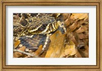 Eastern Diamondback rattlesnake Fine Art Print