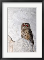 Mottled owl Fine Art Print
