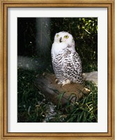 Snowy owl sitting Fine Art Print