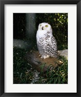 Snowy owl sitting Fine Art Print