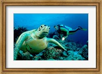 Green Sea turtle - ocean Fine Art Print