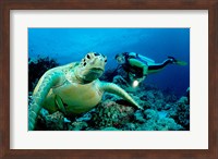 Green Sea turtle - ocean Fine Art Print
