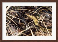 Eastern Garter Snake Fine Art Print