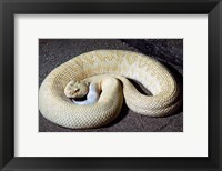 Albino Rattlesnake Fine Art Print