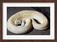 Albino Rattlesnake Fine Art Print