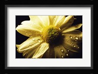 Daisy Fine Art Print