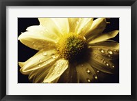 Daisy Fine Art Print