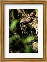 Close-up of a snake on the branch of a tree Fine Art Print