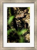 Close-up of a snake on the branch of a tree Fine Art Print