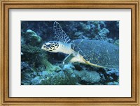 Loggerhead Turtle Fine Art Print