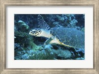 Loggerhead Turtle Fine Art Print