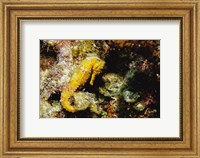 Yellow Seahorse Fine Art Print