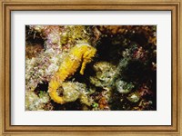 Yellow Seahorse Fine Art Print