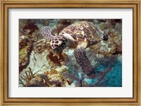 Hawksbill Turtle Fine Art Print