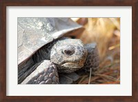 Close-up of a Gopher tortoise Fine Art Print