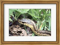 Garter Snake Fine Art Print