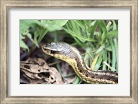 Garter Snake Fine Art Print