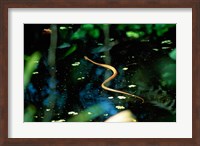 Snake in the water Fine Art Print