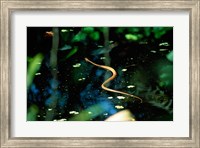 Snake in the water Fine Art Print