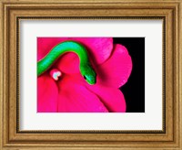 Smooth Green Snake on a flower Fine Art Print