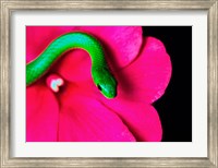 Smooth Green Snake on a flower Fine Art Print