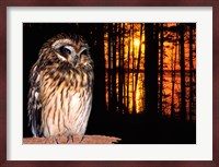 Barred Owl perching on a log Fine Art Print