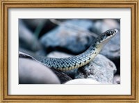 Common Garter Snake Fine Art Print