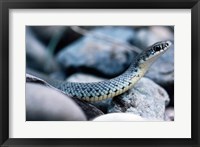 Common Garter Snake Fine Art Print