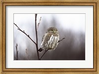 Pygmy Owl Fine Art Print