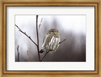 Pygmy Owl Fine Art Print