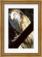 Barn Owl Sleeping Fine Art Print