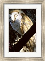 Barn Owl Sleeping Fine Art Print