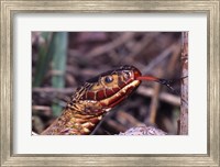 Red-bellied Water Snake Fine Art Print