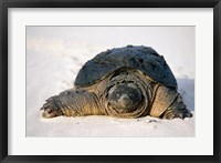 Freshwater turtle on sand Fine Art Print