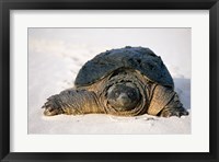 Freshwater turtle on sand Fine Art Print