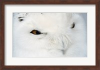 Snowy Owl - eyes Fine Art Print