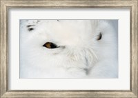 Snowy Owl - eyes Fine Art Print