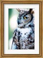 Great Horned Owl Looking Off Fine Art Print