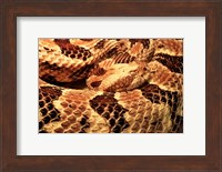 Canebrake Rattlesnake Fine Art Print