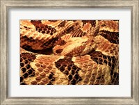 Canebrake Rattlesnake Fine Art Print