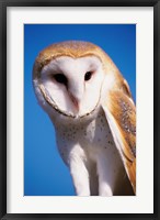 Barn Owl Close Up Fine Art Print